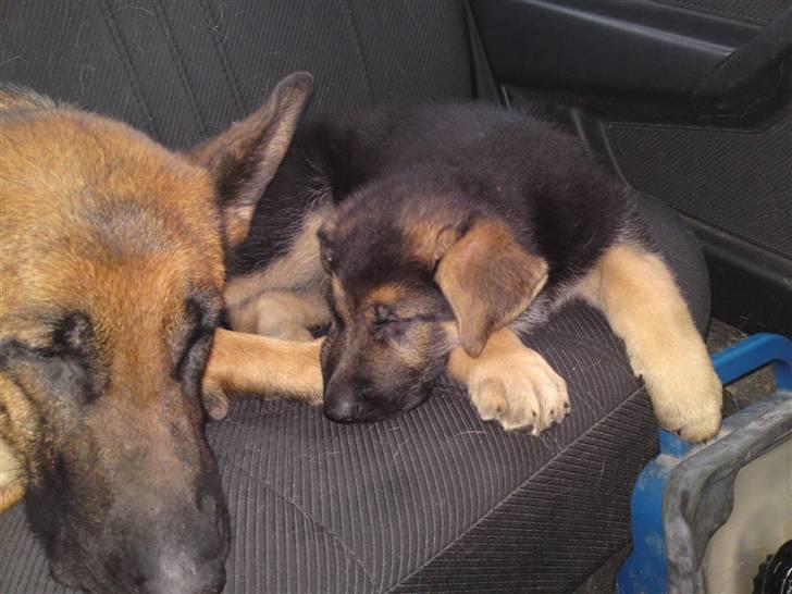 Schæferhund Alderslyst Ranja  billede 14