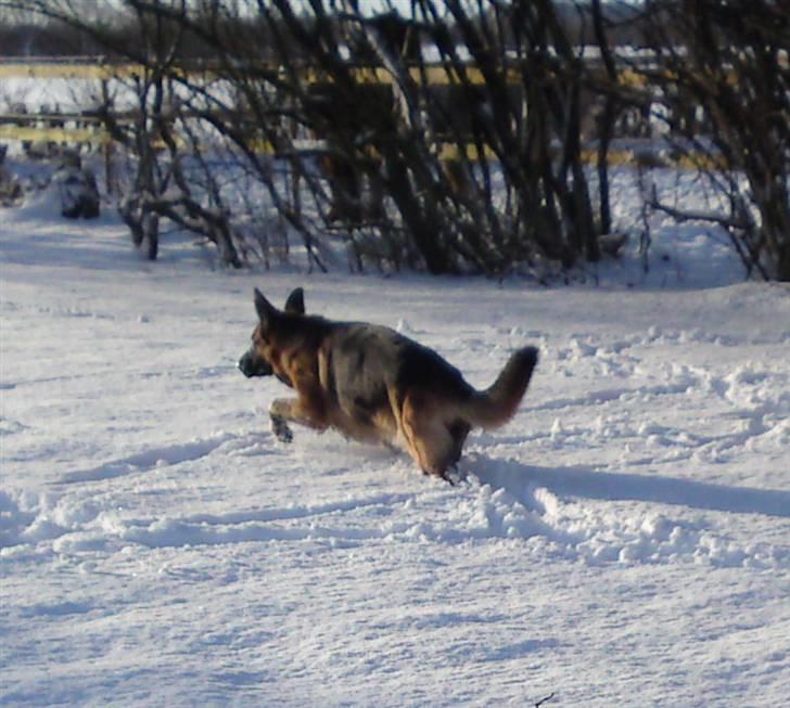 Schæferhund Alderslyst Ranja  billede 15
