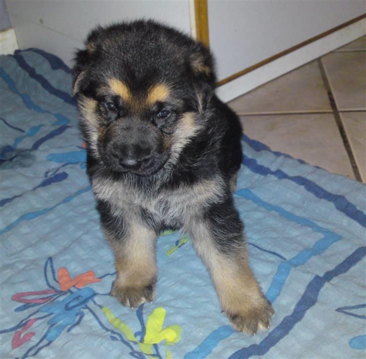 Schæferhund Alderslyst Ranja  billede 16