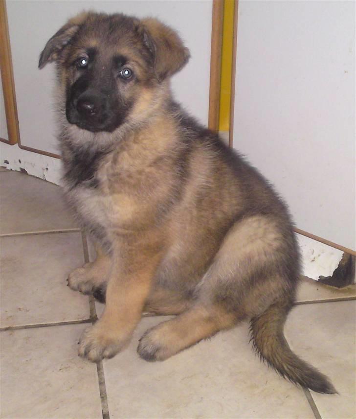 Schæferhund Alderslyst Ranja  billede 17