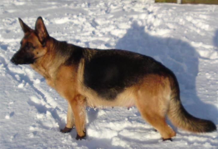 Schæferhund Alderslyst Ranja  billede 18