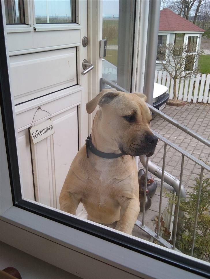 Amerikansk staffordshire terrier Teesha (R.I.P) billede 1