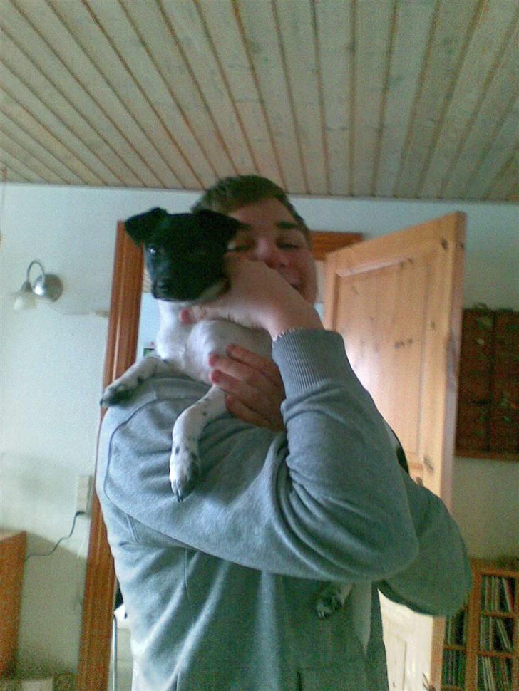 Dansk svensk gaardhund Bella billede 12