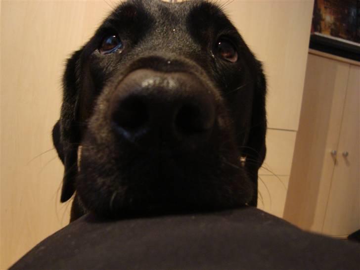 Labrador retriever Bella *R.I.P* - Nyt billede af smukke bella!<3 billede 7