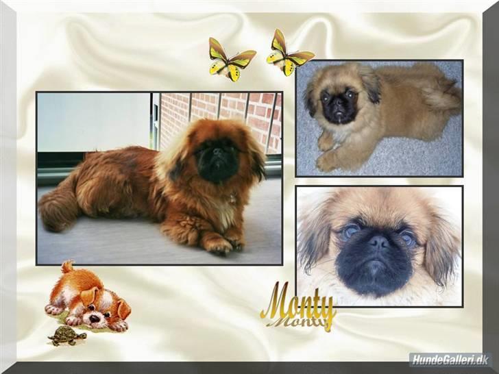 Pekingeser Monty - Et dejlig billede af Monty billede 1