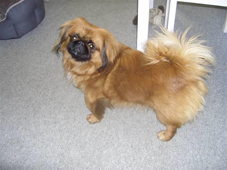 Pekingeser Monty - Skal vi lege elle hvad billede 5