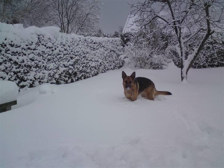 Schæferhund Quality - 17/12 09 Det er helt utroligt med alt det sne billede 14