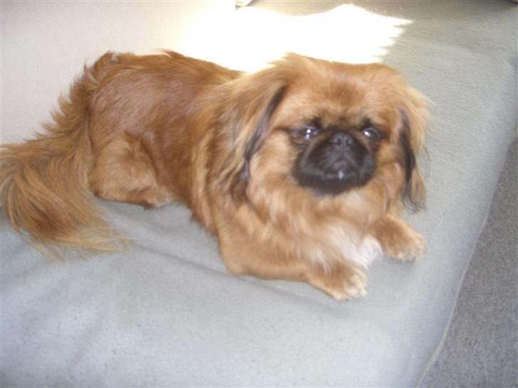 Pekingeser Monty - er jeg ikke sød når ligger her billede 6