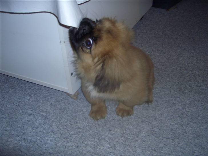 Pekingeser Monty - nu bider jeg i din dug, hvis du tager flere billeder af mig. Så kan du lære det mor   billede 2
