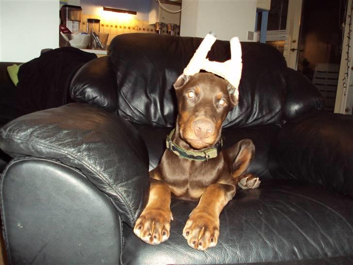 Dobermann NITRO DI ALTOBELLO - her er jeg så som rensdyr billede 9