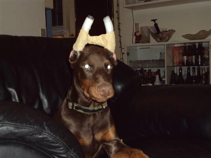 Dobermann NITRO DI ALTOBELLO - er jeg ikke fin billede 10