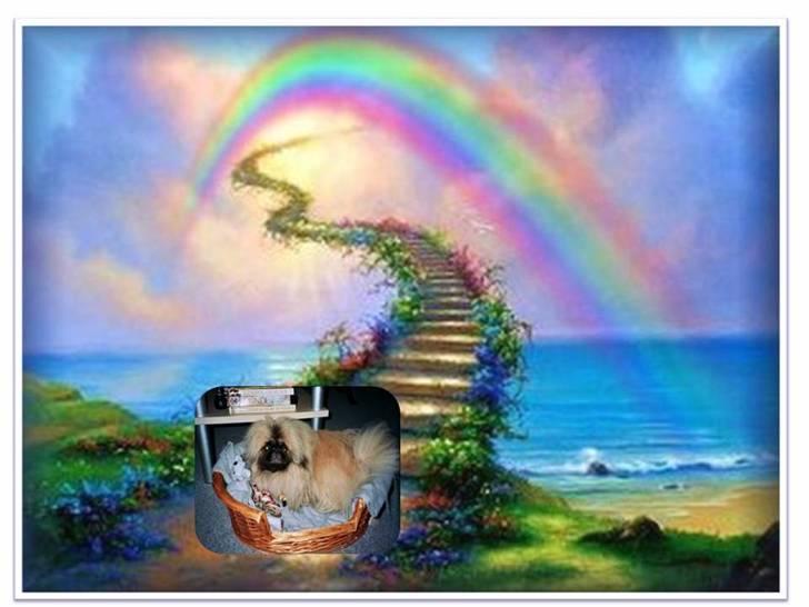 Pekingeser Tudse R.I.P - Himmelhund - Tudse ved regnbuebroen - R.I.P Hvil i fred Kære Tudse 23 01 2004 - 12 10 2009 billede 14