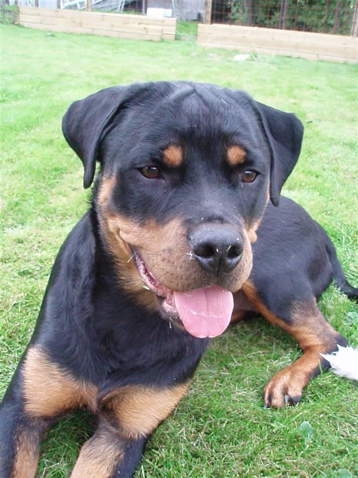 Rottweiler Zakoda Dina (Karla) - Karla 1 år billede 1