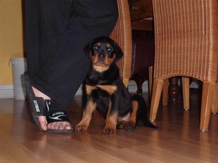 Rottweiler Zakoda Dina (Karla) - 11 uger billede 2