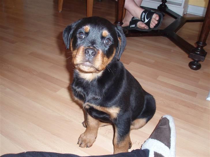 Rottweiler Zakoda Dina (Karla) billede 3