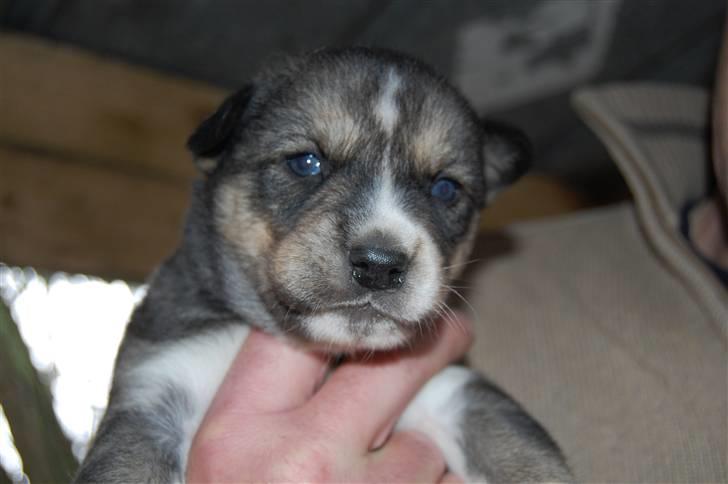 Siberian husky Luna  billede 3