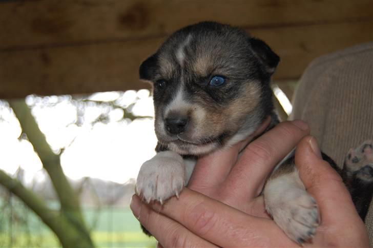 Siberian husky Luna  billede 4