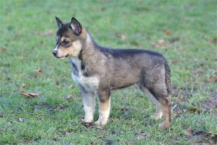 Siberian husky Luna  billede 5