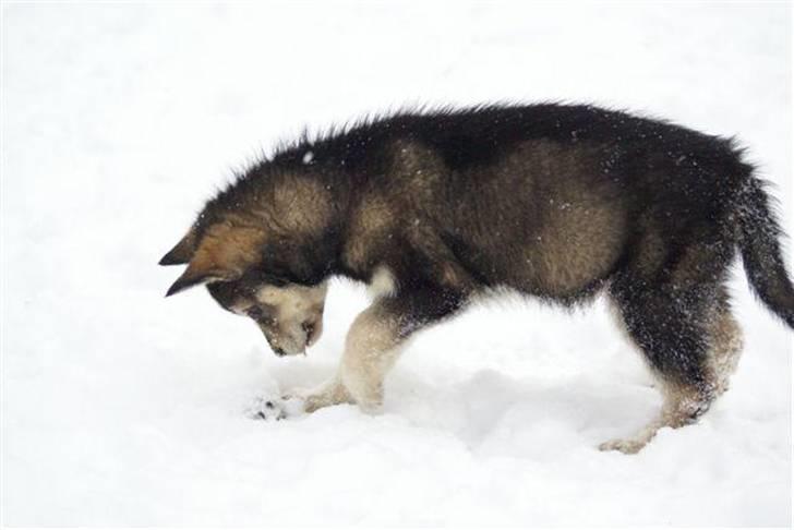 Siberian husky Liva - 7 uger  billede 1