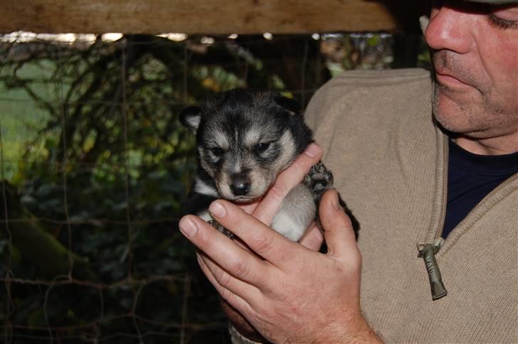 Siberian husky Liva - 3 uger billede 2