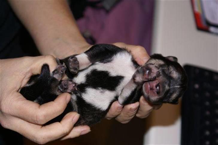 Siberian husky Liva - nyfødt billede 3