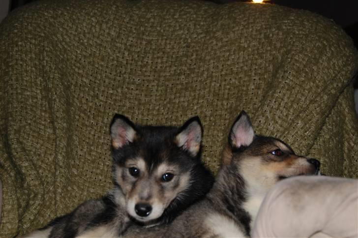 Siberian husky Liva billede 4