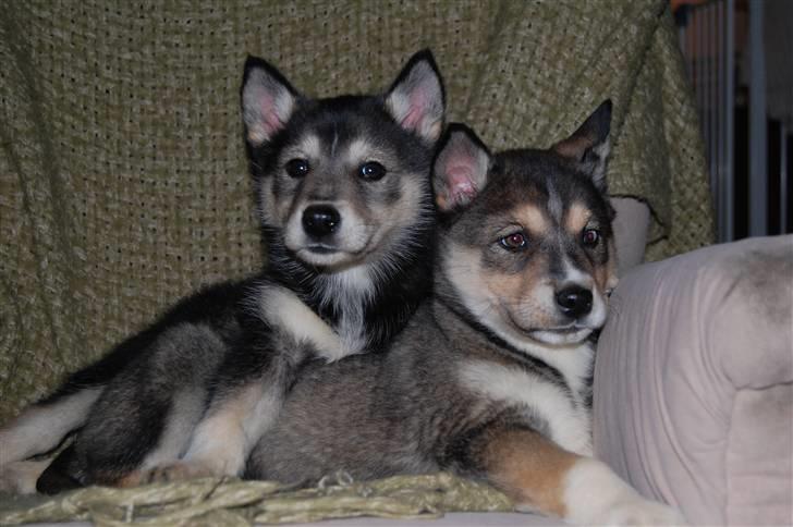 Siberian husky Liva - 8 uger og lige ankommet til sit nye hjem, dejligt at have søster med billede 5