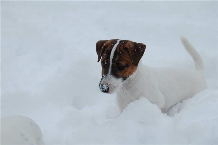 Jack russell terrier Cæsar billede 1
