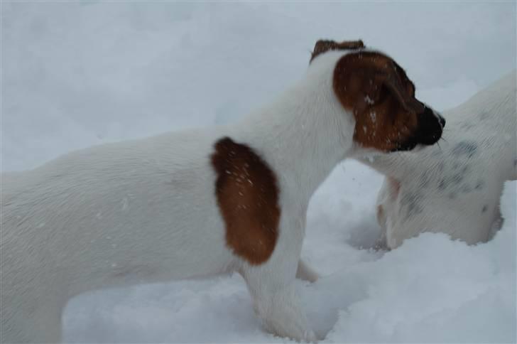 Jack russell terrier Cæsar billede 2