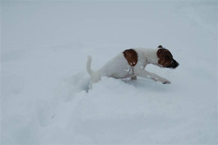 Jack russell terrier Cæsar - sne er skønt at lege i billede 3