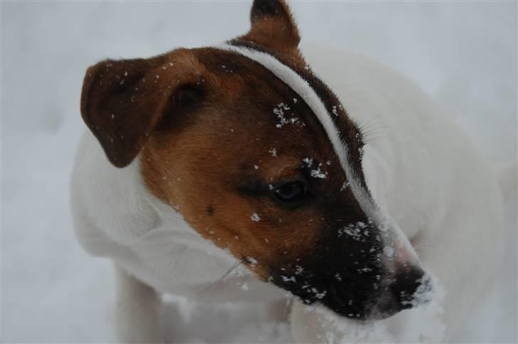 Jack russell terrier Cæsar billede 4