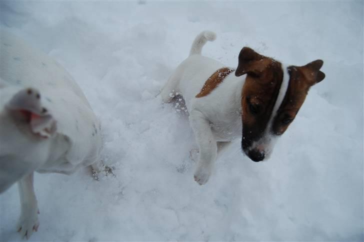 Jack russell terrier Cæsar billede 5