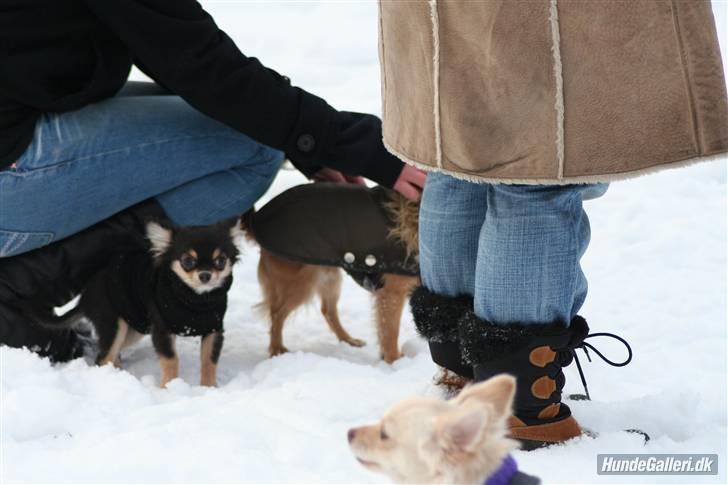 Chihuahua Rico - min lille prins til chihuahua træf :) <3 billede 4