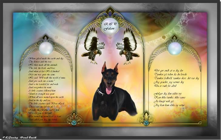 Dobermann Falcon R.I.P billede 14