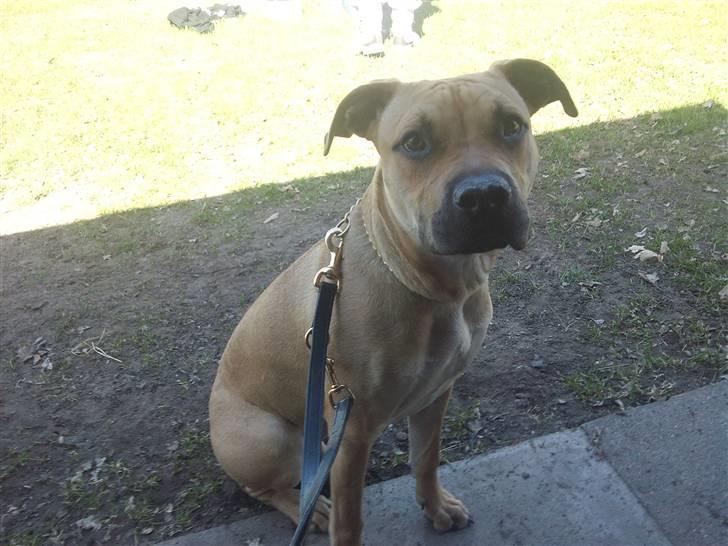 Amerikansk staffordshire terrier Kicha - Kicha 6 måneder gammel. billede 1