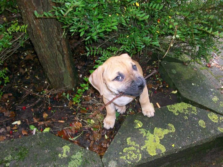 Amerikansk staffordshire terrier Kicha billede 2