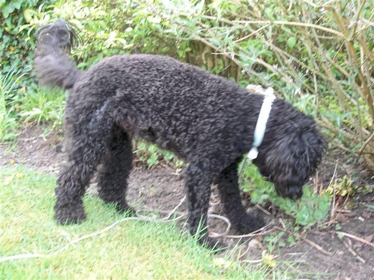 Mellempuddel Harald billede 10