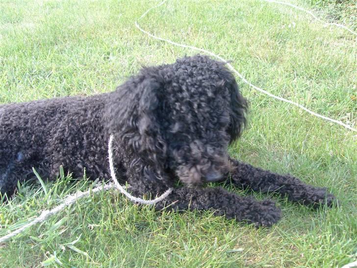 Mellempuddel Harald billede 11