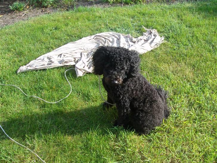 Mellempuddel Harald billede 12