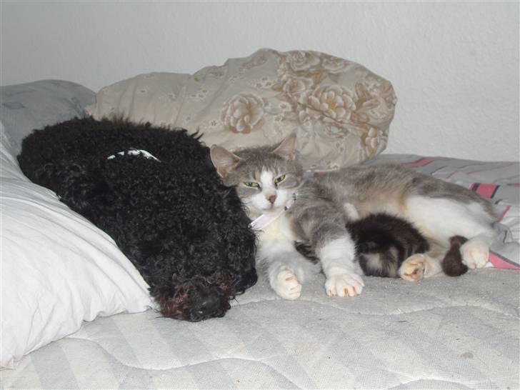 Mellempuddel Harald billede 13