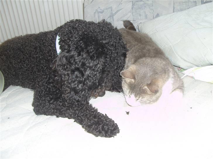 Mellempuddel Harald billede 14