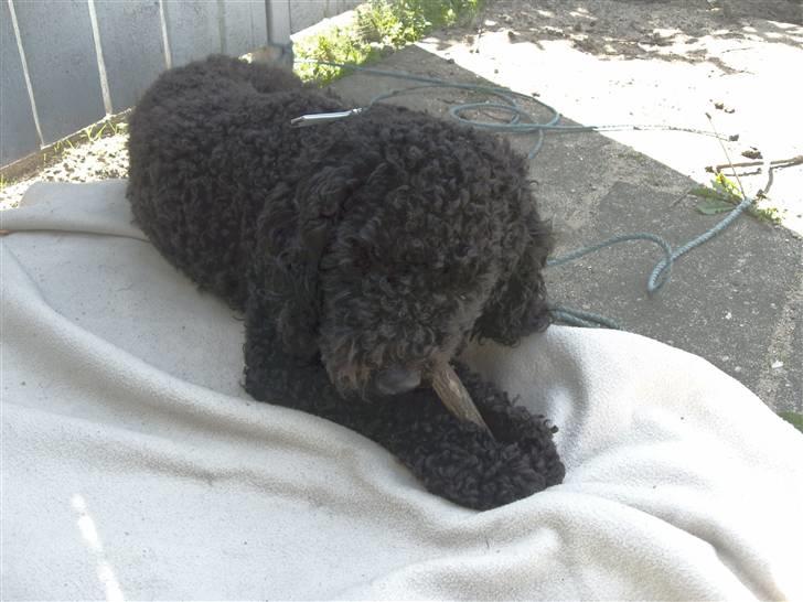 Mellempuddel Harald billede 15