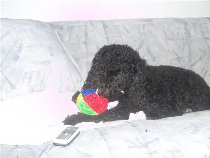 Mellempuddel Harald billede 16