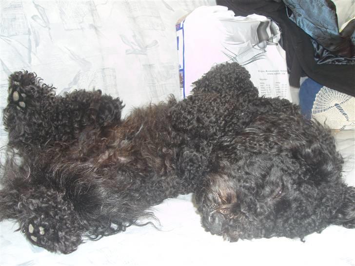 Mellempuddel Harald billede 17