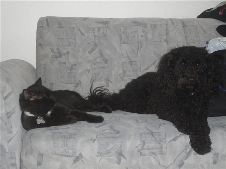 Mellempuddel Harald billede 18