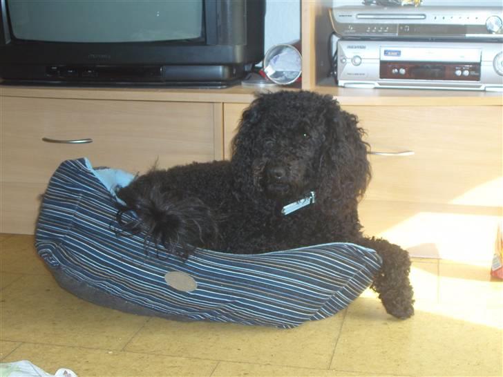 Mellempuddel Harald billede 19