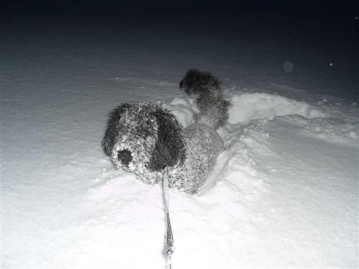 Mellempuddel Harald billede 20