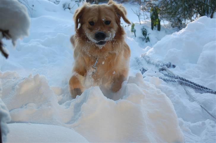 Golden retriever Futte | Himmel- Prinssen billede 18