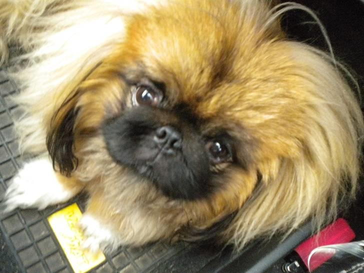 Pekingeser Dengse Ming Blach billede 20