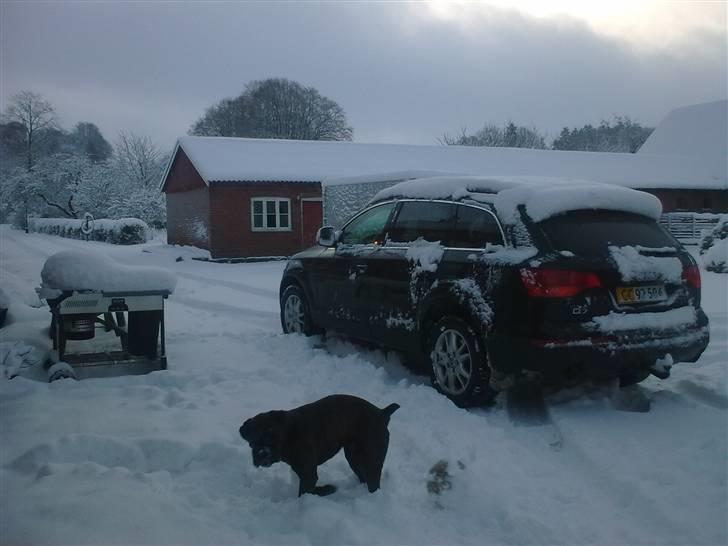 Boxer tyson - 2008 billede 15